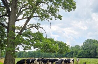 The Little Issues E-newsletter #482 – Life, laughter, and plenty of nice meals!